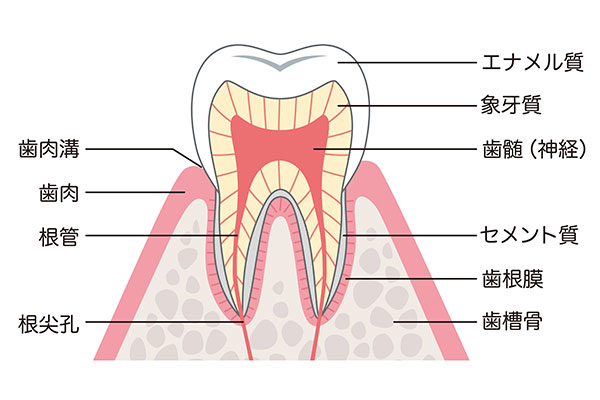 歯の断面