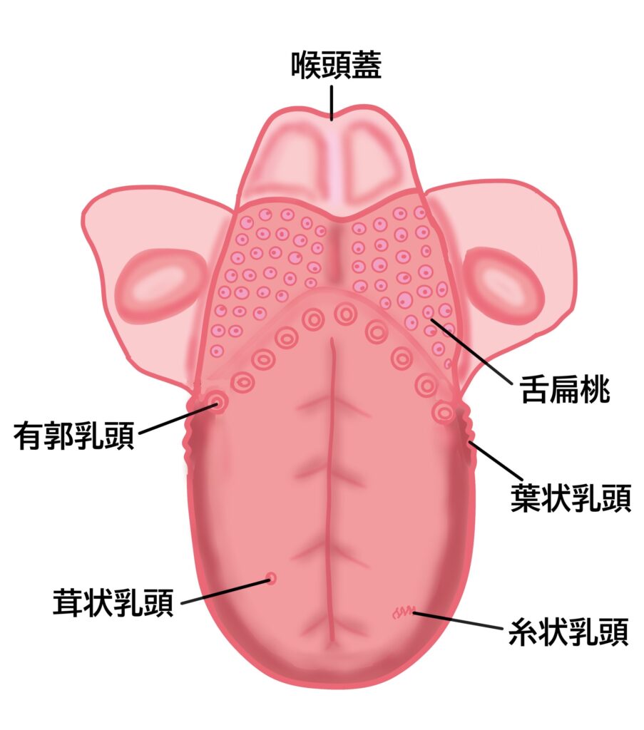 舌下部のイメージ