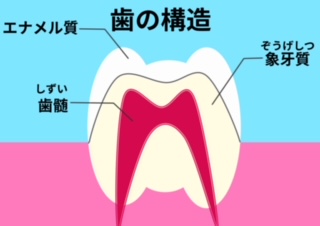 歯の構造