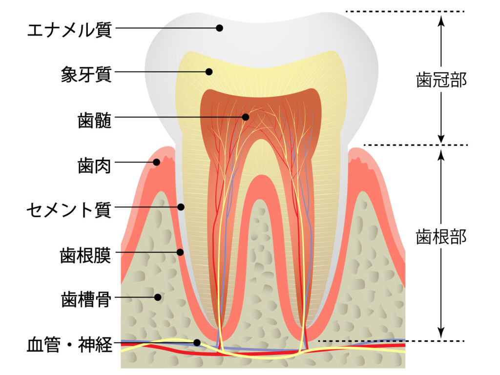 歯の構成