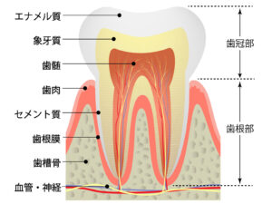 歯の構成