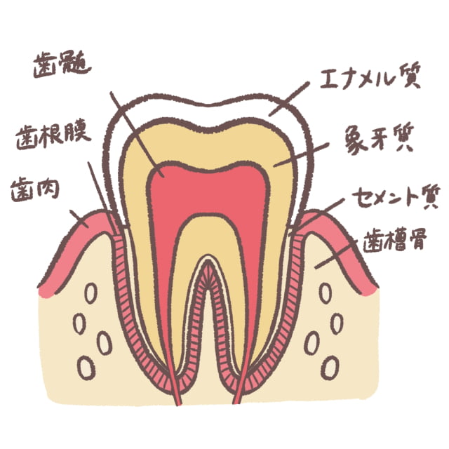 歯の構造